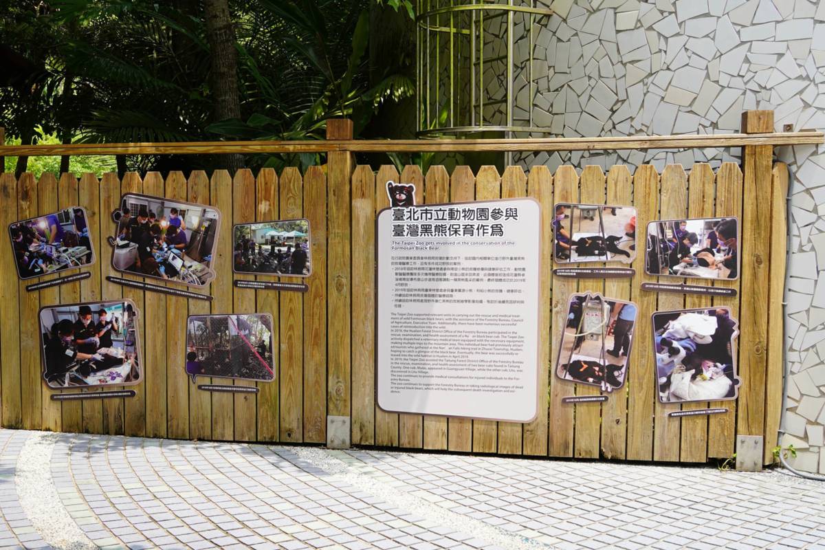 推廣黑熊保育知識，北市動物園打造「熊站出來」主題牆(圖片來源:北市動物園)
