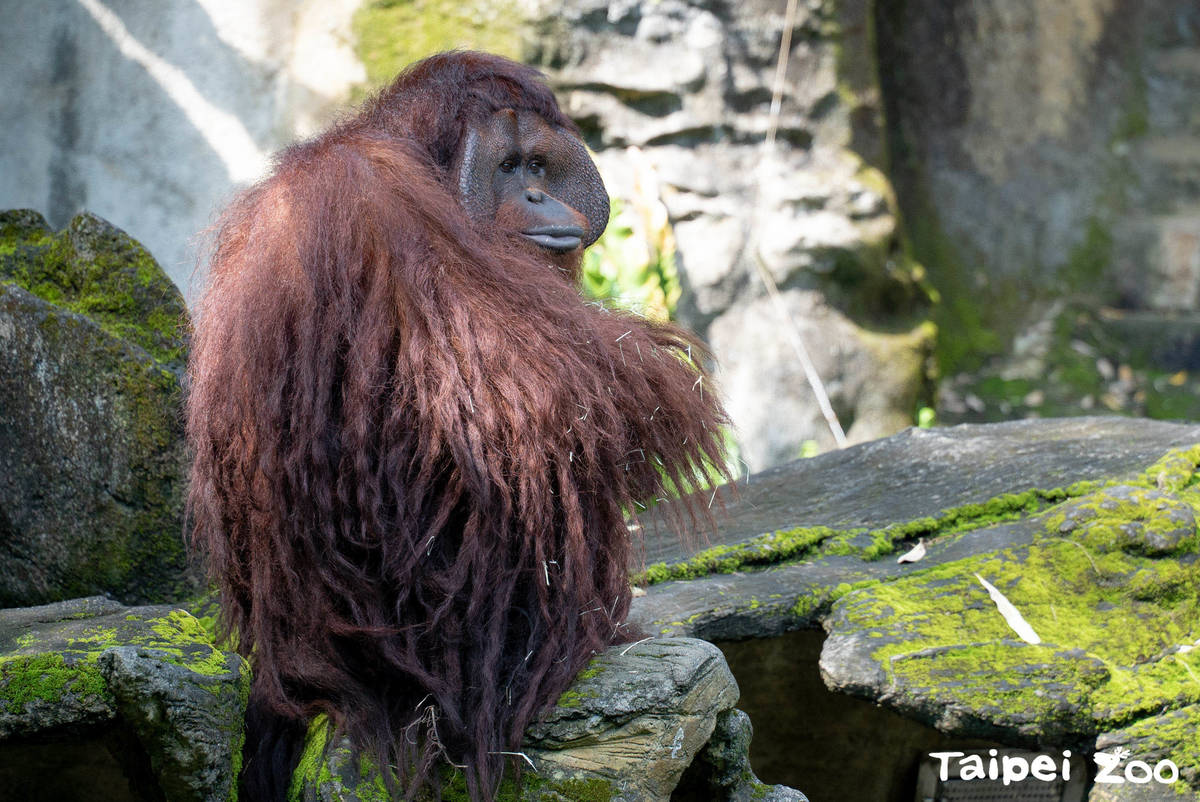 夏令營活動將帶學員認識棲息於雨林的「森林之人」紅毛猩猩