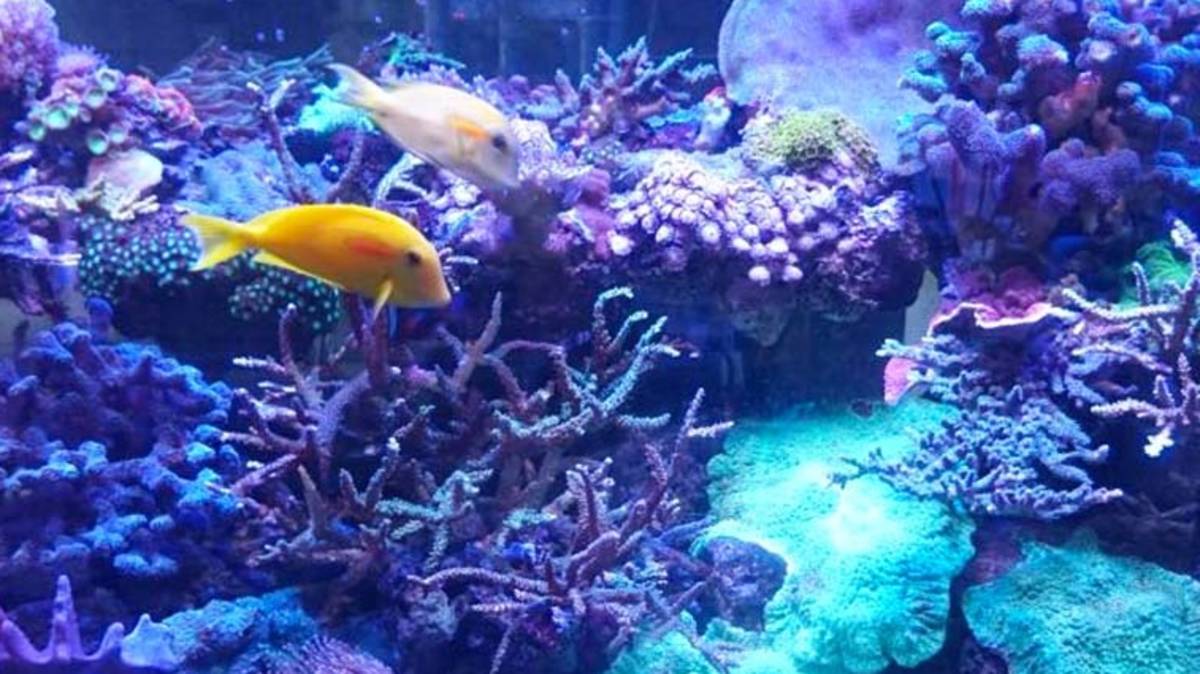 海科館_海洋生物飼育