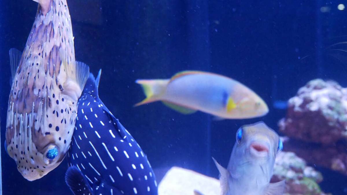 海科館_六斑二齒魨(刺河豚)