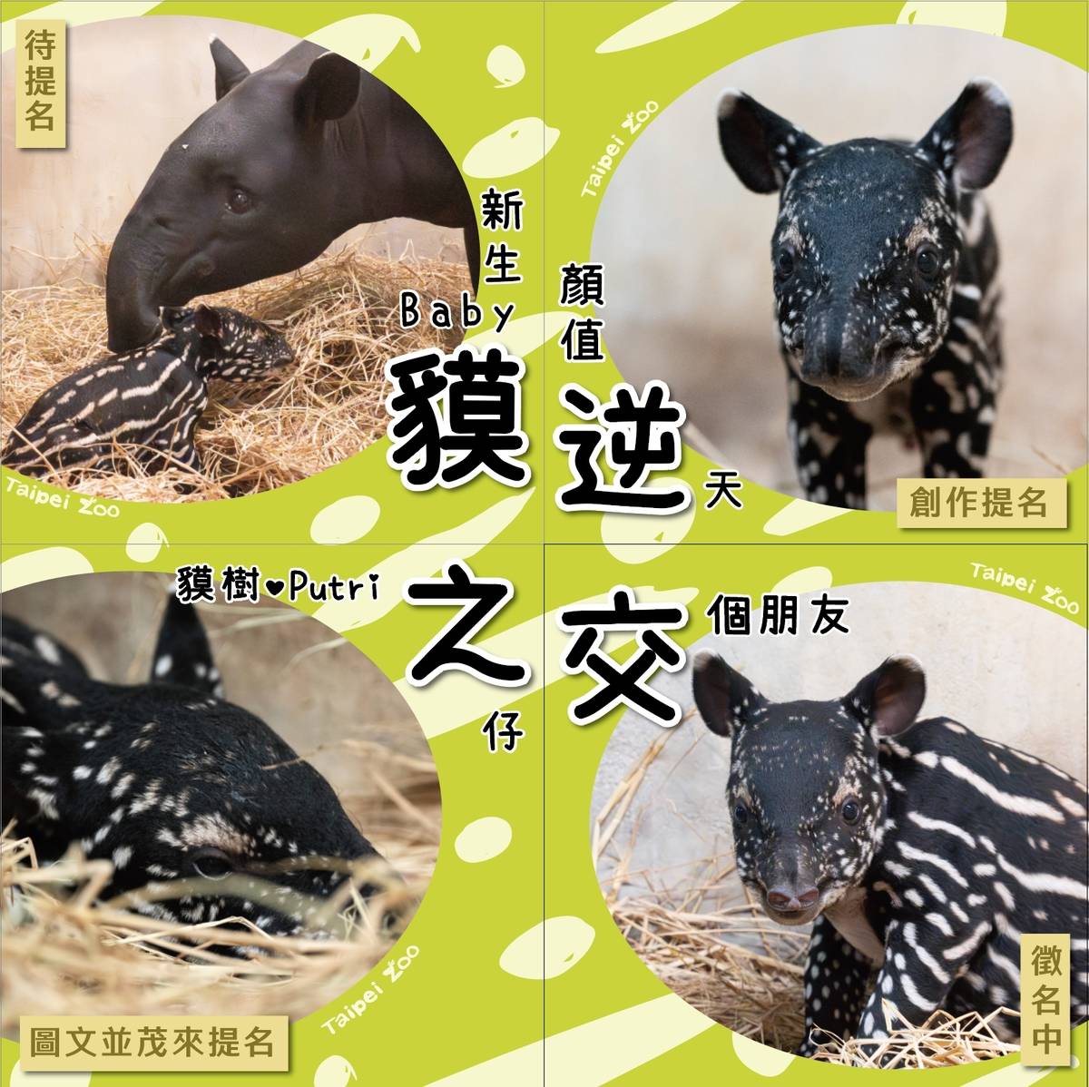 臺北市立動物園舉辦馬來貘寶寶命名活動(圖片來源:北市動物園)