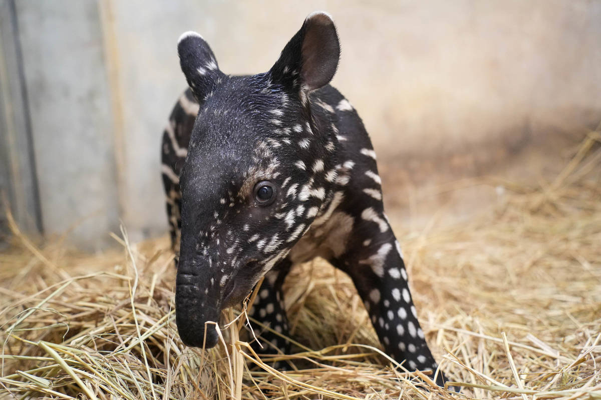 剛滿月的貘寶寶精力充沛、好奇心十足(圖片來源:北市動物園)