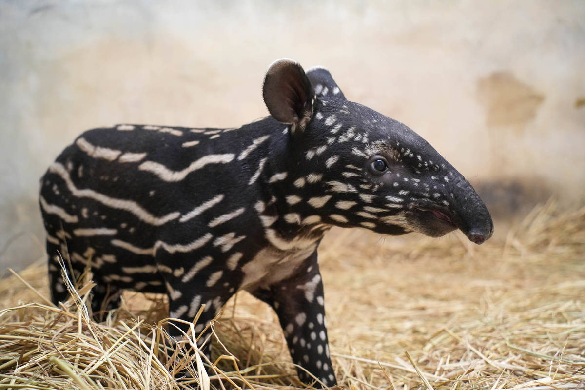 貘寶寶探索環境中(圖片來源:北市動物園)