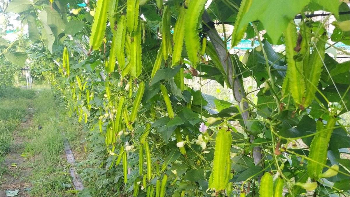 長翅膀的豆子