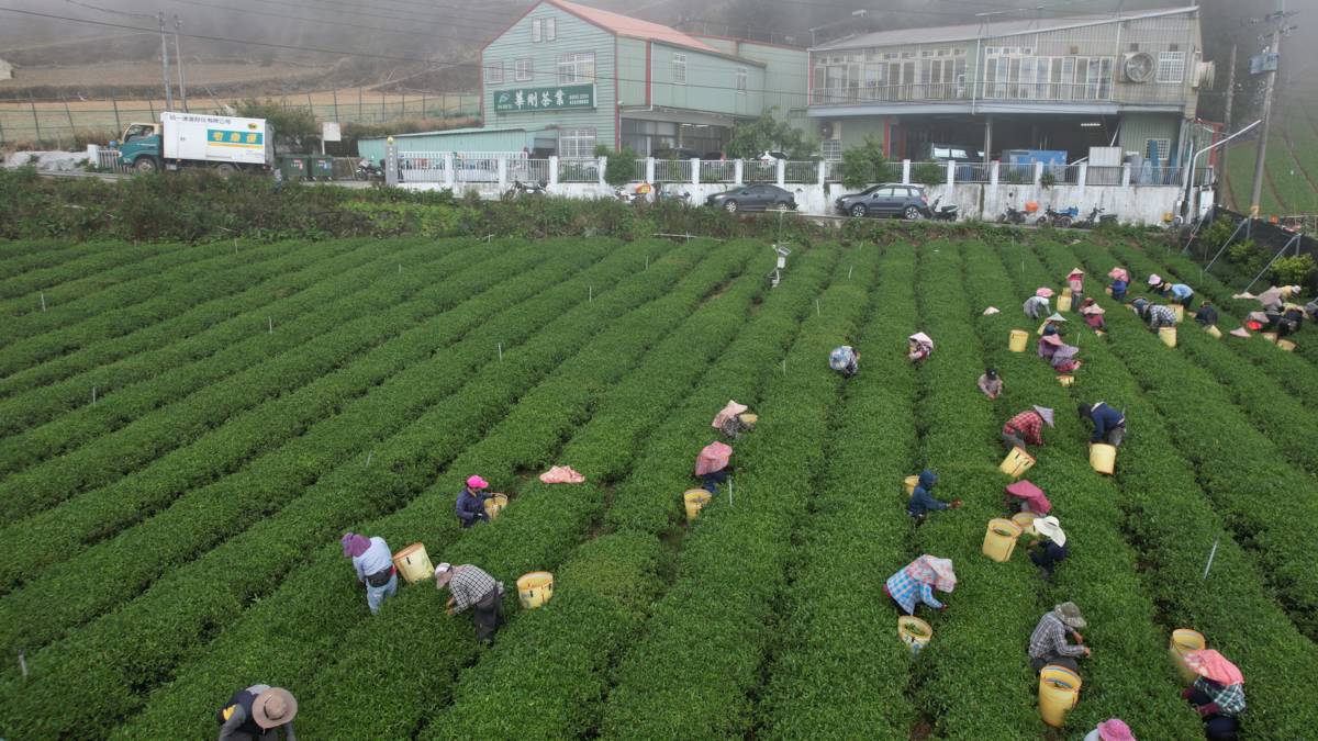製茶業其實非常耗費人力(圖片來源：華剛茶業提供)