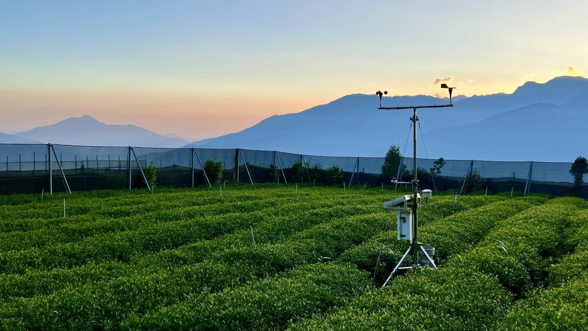 茶園內設置了智慧監測系統來幫助農民能更精準管理(圖片來源：華剛茶業提供)