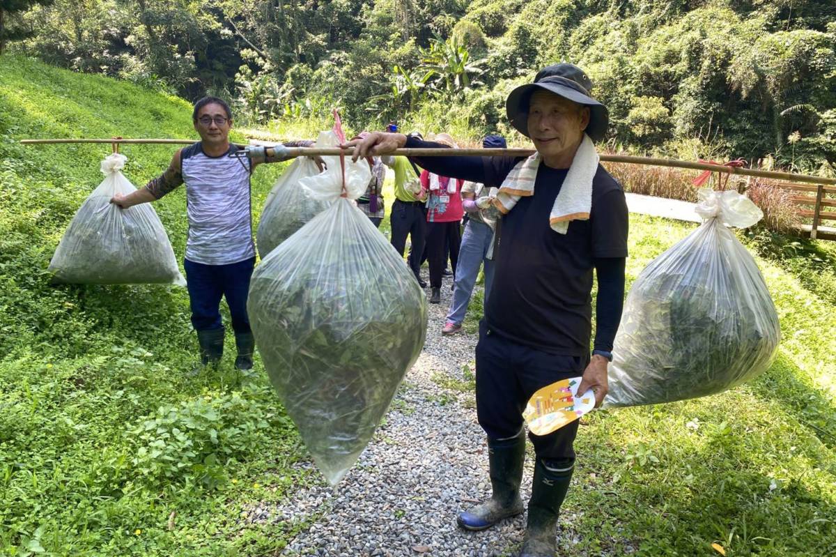 拔除後的小花蔓澤蘭須裝隔於塑膠袋，避免蔓莖接觸土壤再度萌芽。