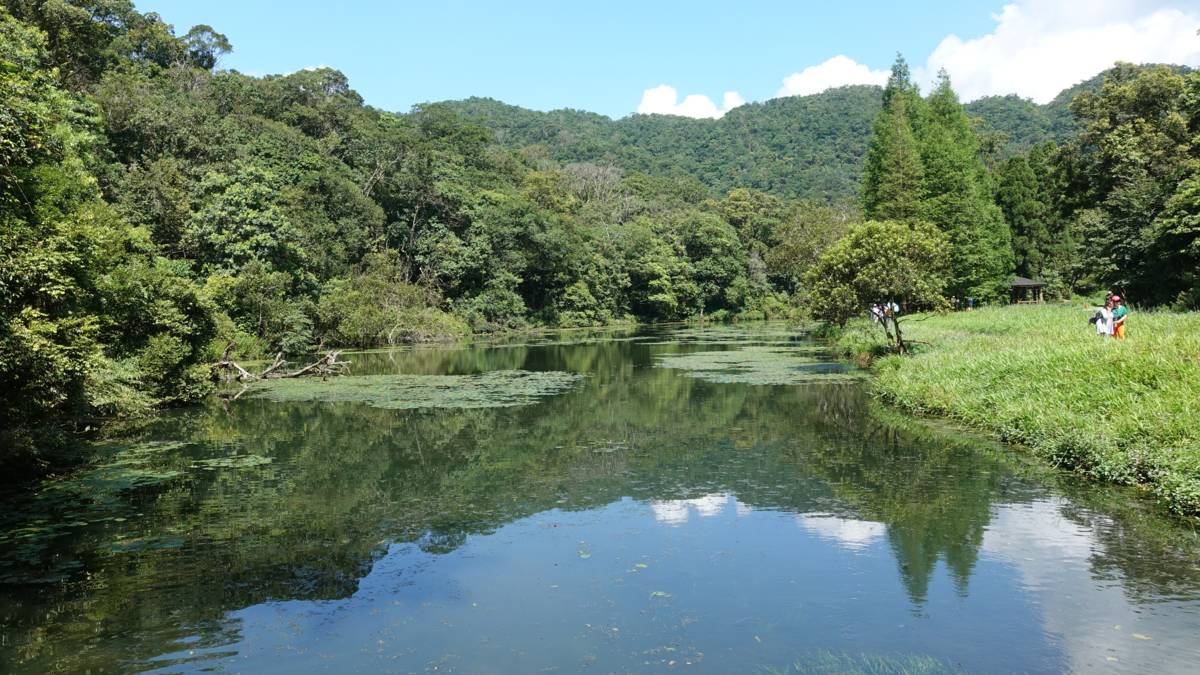 吸引遊客駐足的水生植物池