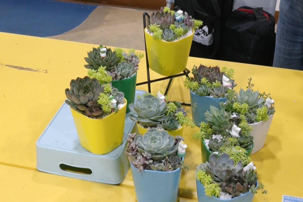 臺東縣成功鎮農會輔導美山社區「七平方園藝棧」，推出多肉植物療癒遊程。