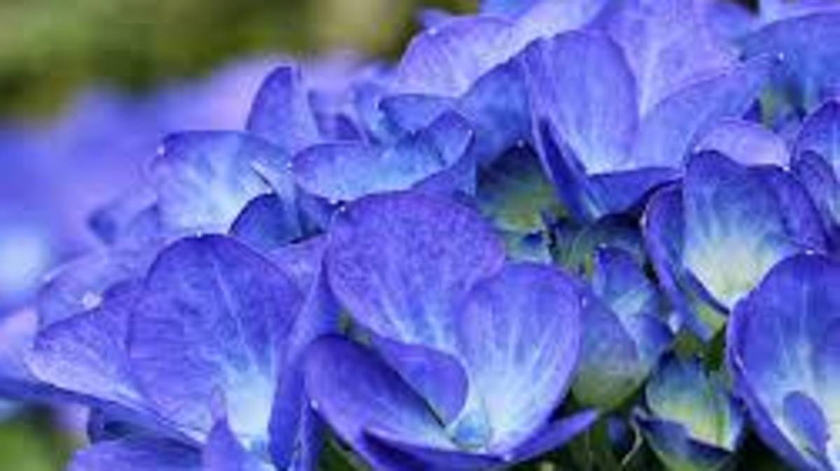八仙花_祝福