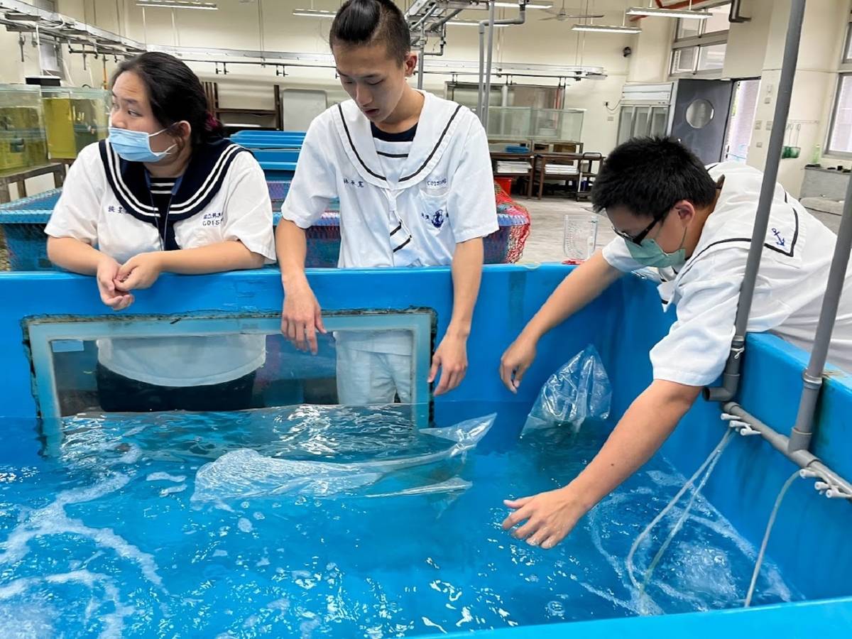 蘇澳海事水產養殖科學生放養鱘龍魚苗