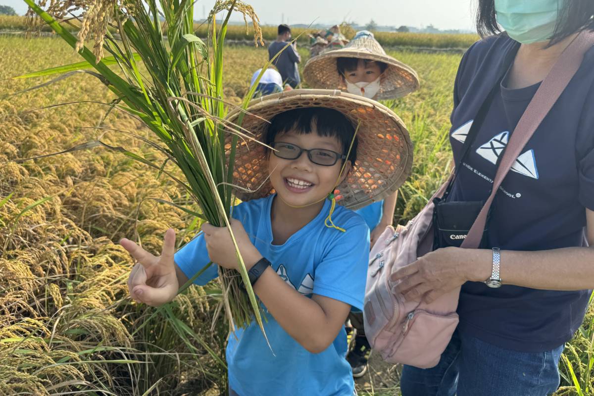 文德國小學生開心體驗親手收割稻米(圖片來源：文德國小提供)