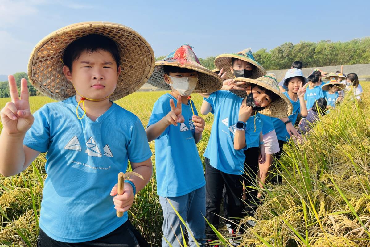 文德國小食農教育讓學生體驗插秧與收割(圖片來源：文德國小提供)