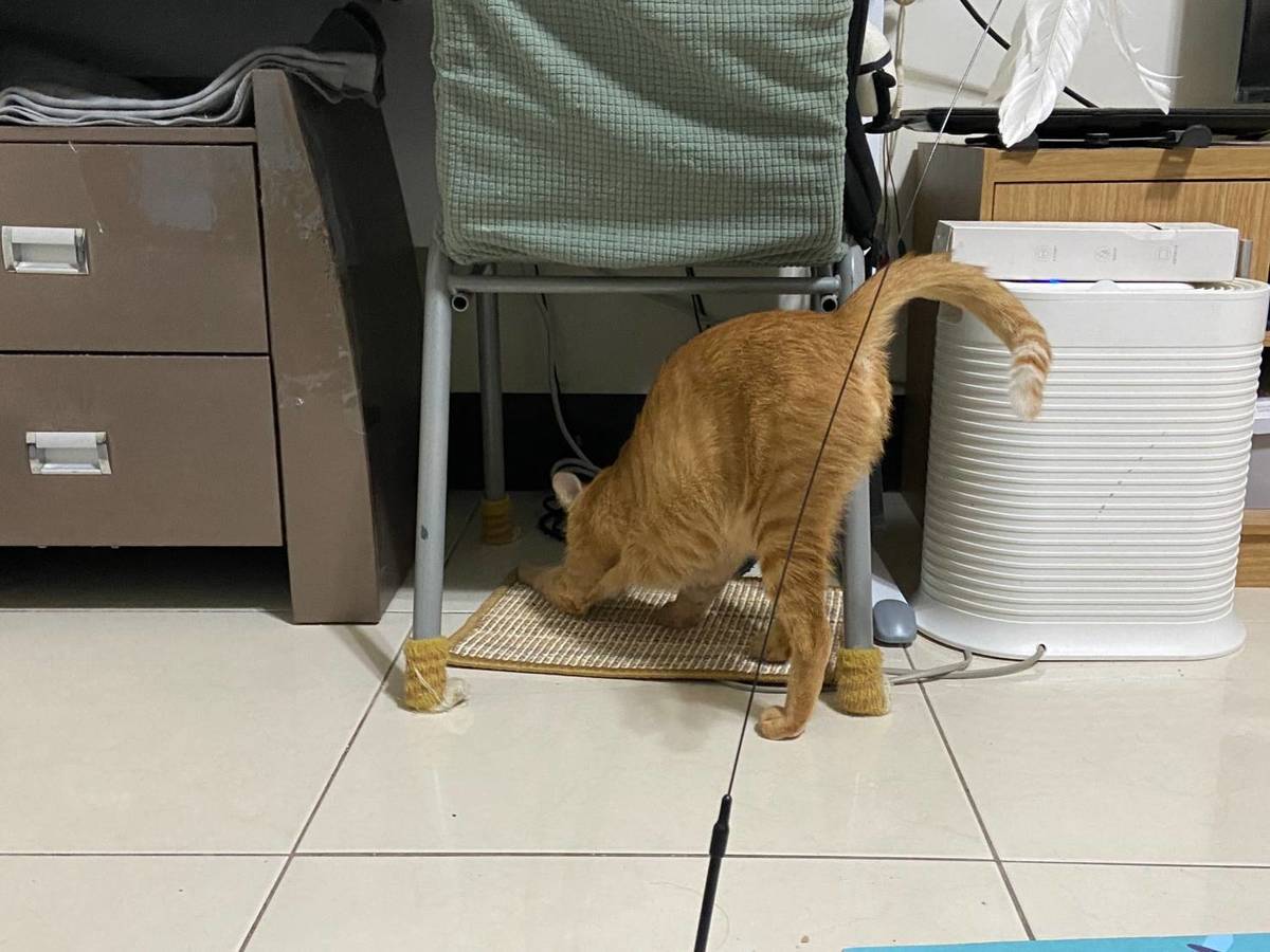 一週後,橘子可以被打屁屁