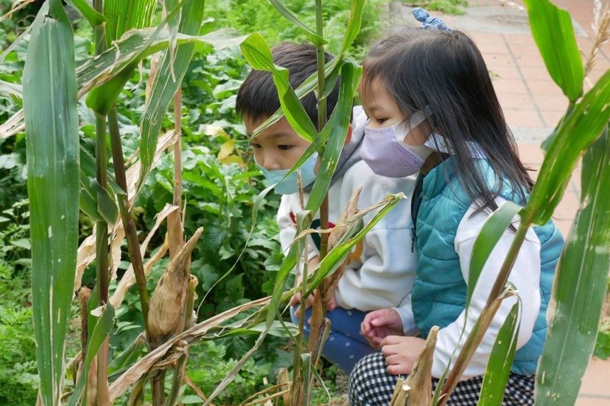 南海幼兒園小田園計畫結合食農教育，帶領幼童觀察並認識植物生長