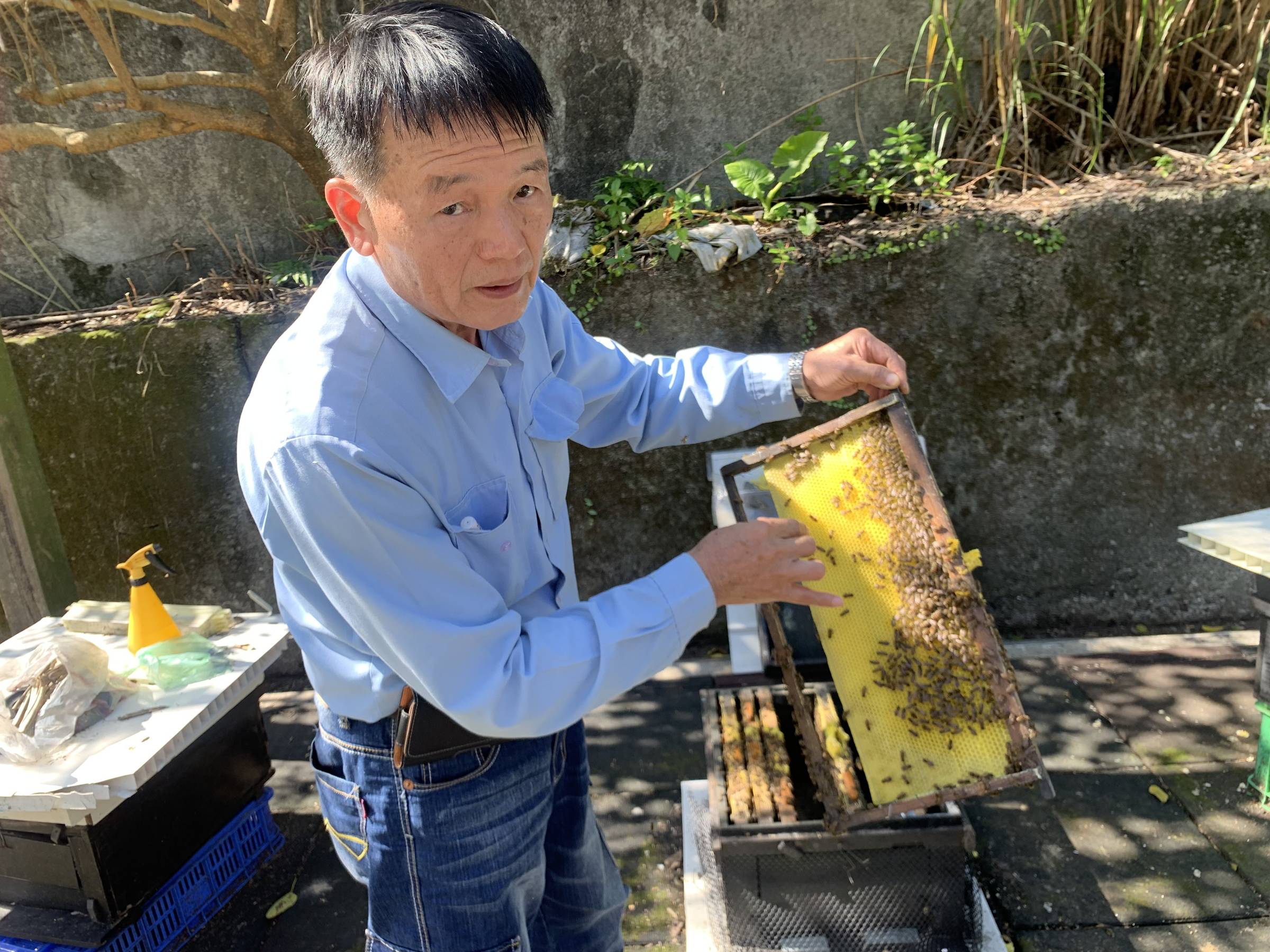 基隆社大發展環境教育，翁毓璘老師介紹本土蜂種復育工作坊課程