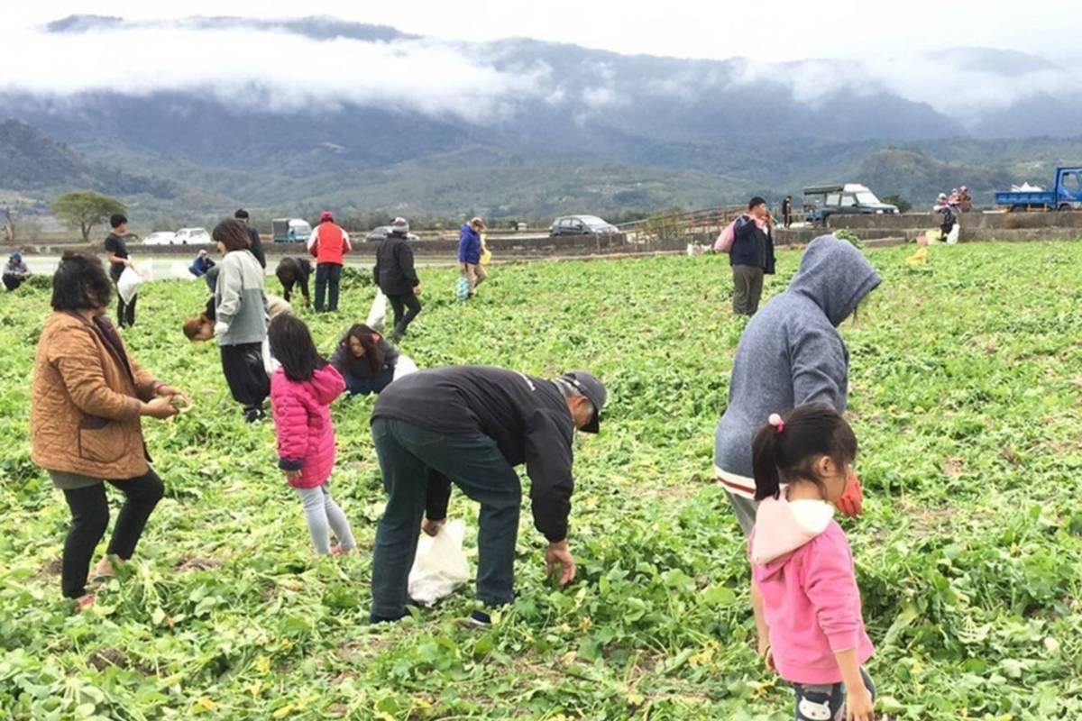 關山鎮公所舉辦「關山蘿蔔季」，邀民眾以行動支持農民辛苦種植的作物，同時體驗拔蘿蔔的樂趣。

 