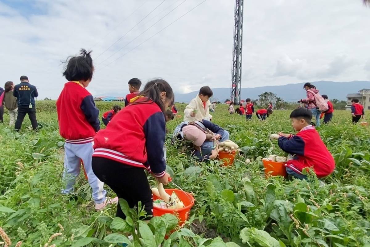 臺東縣關山鎮公所與關山鎮農會合作辦理「關山蘿蔔季」農遊體驗，邀請臺北愛迪爾國際幼兒園學童搶先體驗。