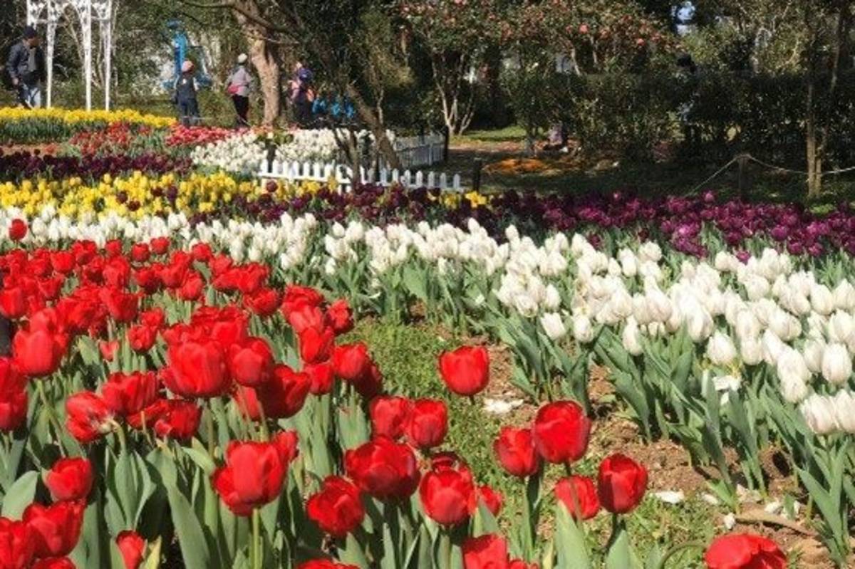 2023花卉中心大門鬱金香花海