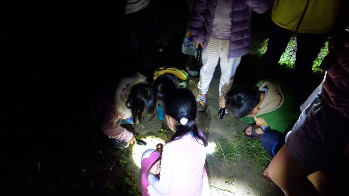 夜觀陸蟹