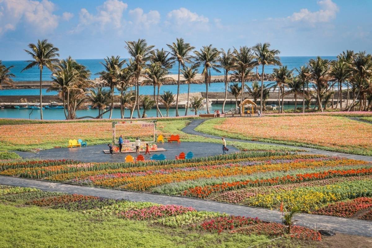 臺東縣成功鎮農會今年將花海主景移到展售中心後方，緊鄰小港漁港，民眾可享受海天一線的絕佳美景。(成功鎮農會提供)