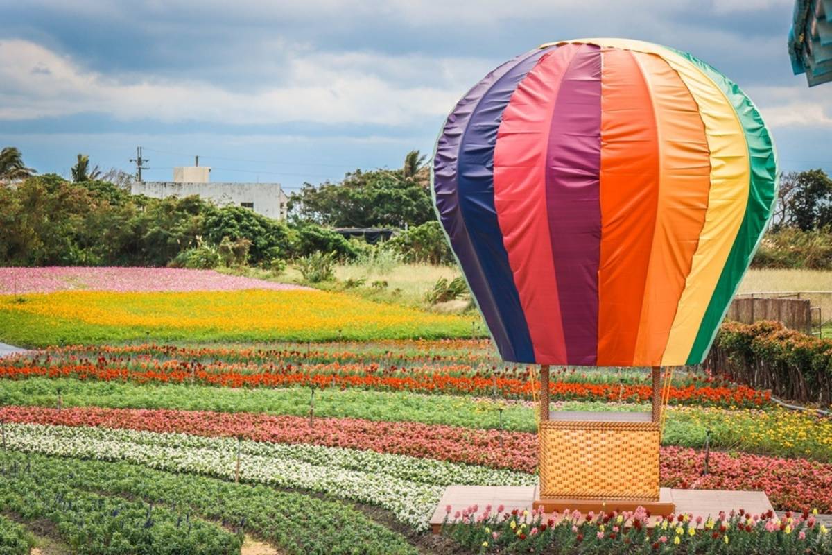 臺東縣成功鎮農會今年將花海主景移到展售中心後方，緊鄰小港漁港，民眾可享受海天一線的絕佳美景。(成功鎮農會提供)