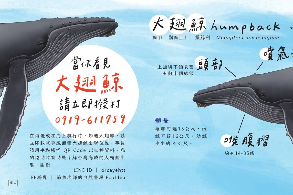 為了解臺東海域大翅鯨的現況，臺東縣政府今年獲海洋保育署補助計畫，民眾目擊大翅鯨並回報將獲贈小禮物。