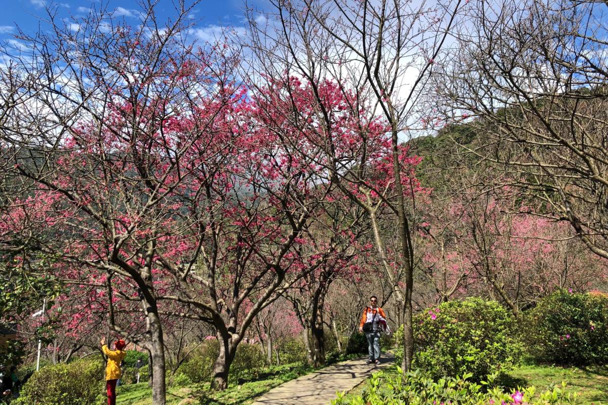 陽明山公園櫻花已開5成