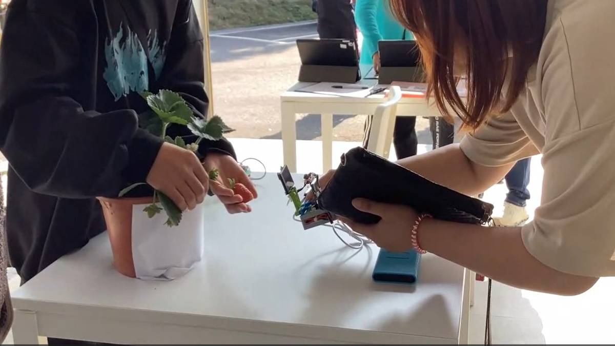 AI草莓智慧辨識，遊客一掃就知道草莓可否採摘