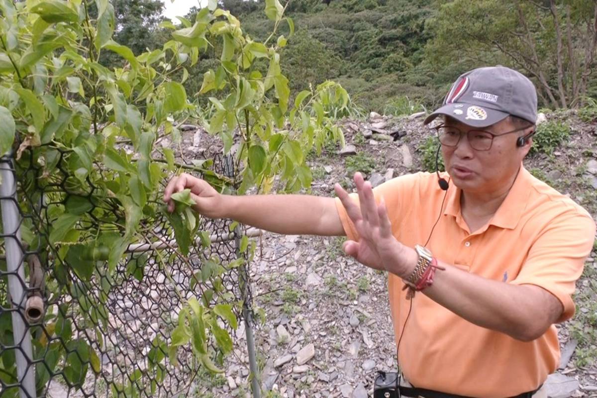 農場負責人黃榮海帶領遊客了解農場概況，近距離接觸、認識印加果樹。