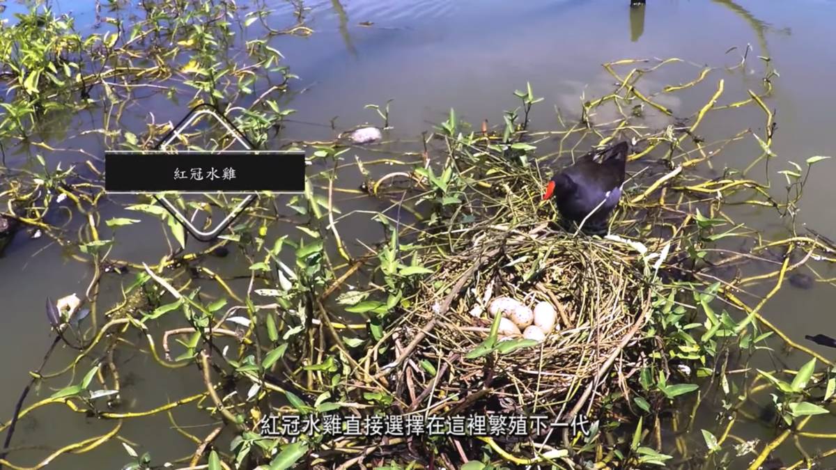 由於新闢之道路，阻斷原先的排水系統，基地產生積水現象，吸引無數生物在此棲息繁衍。