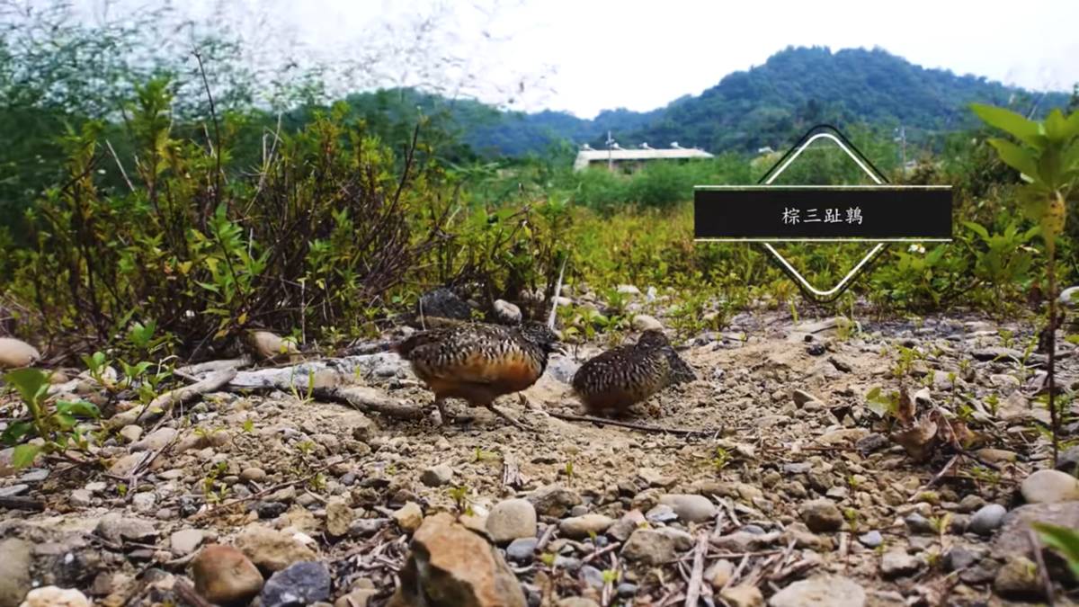棕三趾鶉在沙地中「洗澡」。
