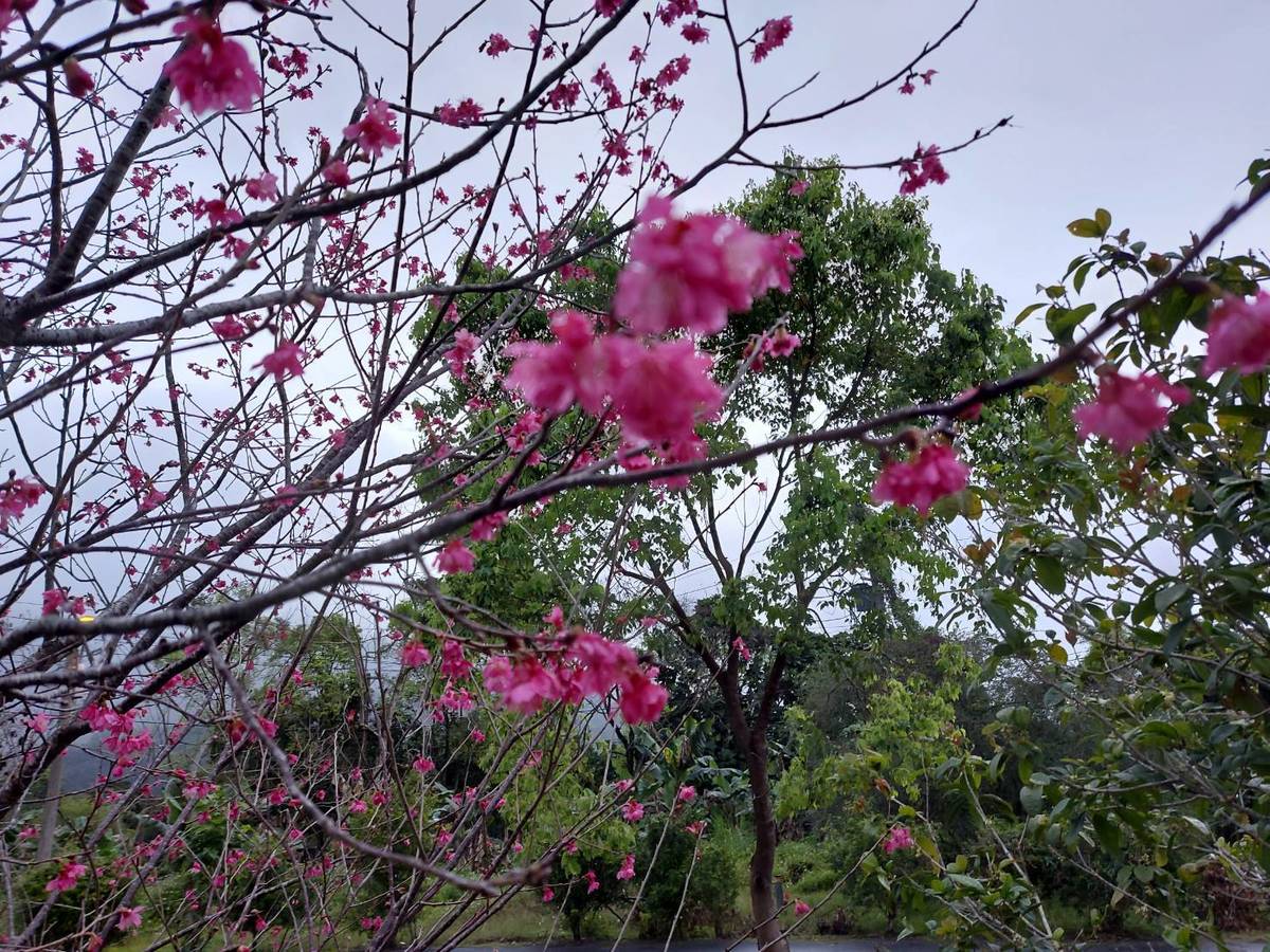 山櫻花