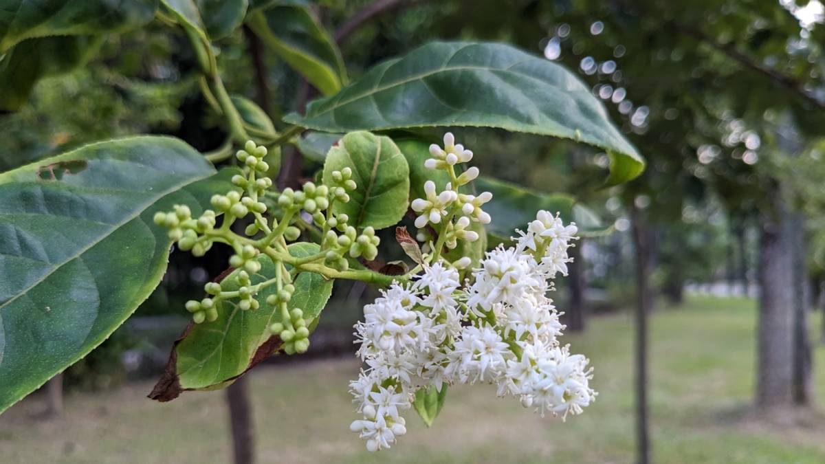 厚殼樹-白色小花集成一串