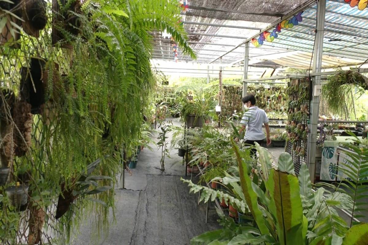 太湖原生植物園種植上千種原生植物，為讓更多人認識原生植物魅力，進而重視保育、傳承，規畫農遊體驗，希望讓下一代也能看見美麗的原生種。