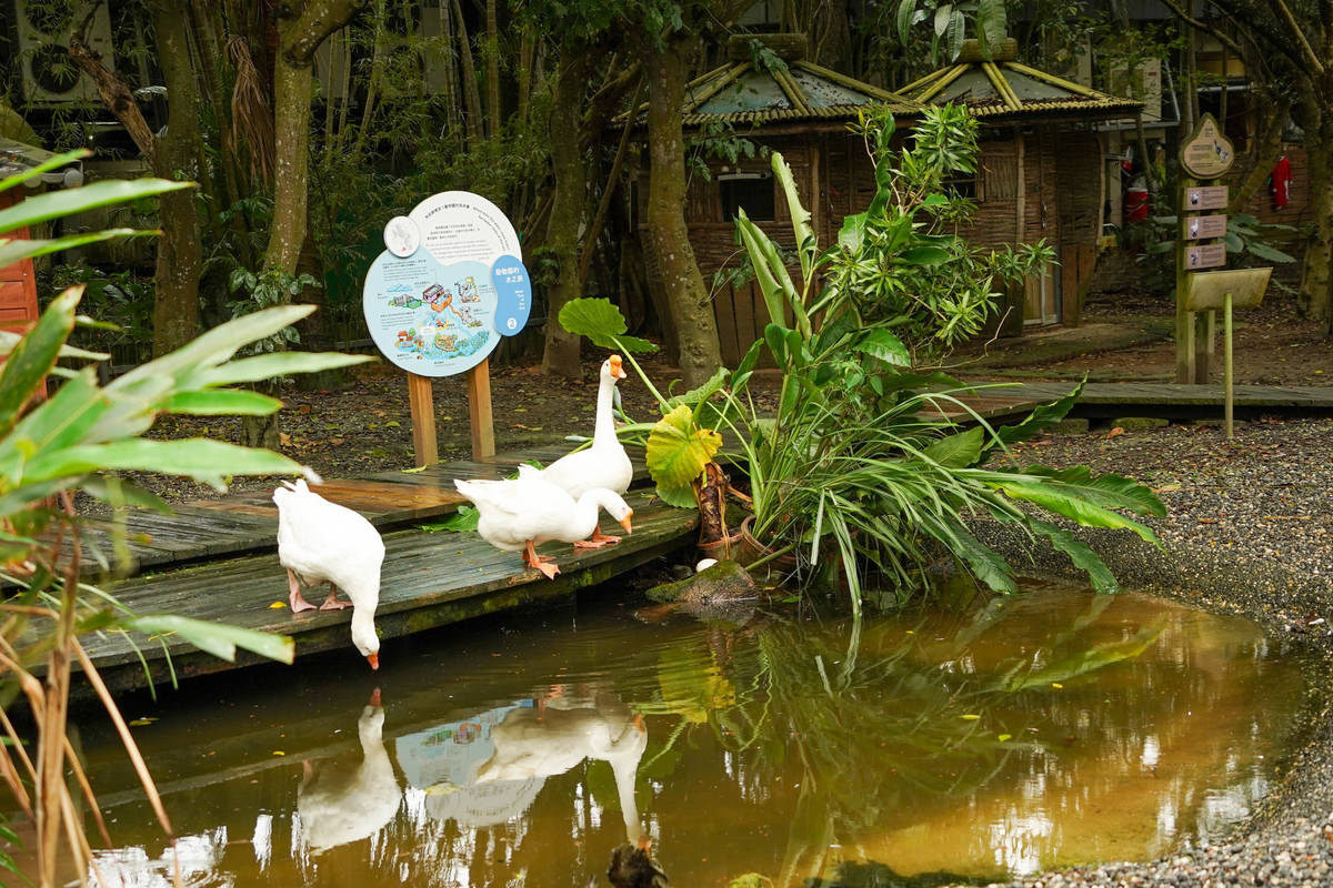 園區的涼亭或建物屋頂可以用來收集雨水，儲留後提供給動物水池使用