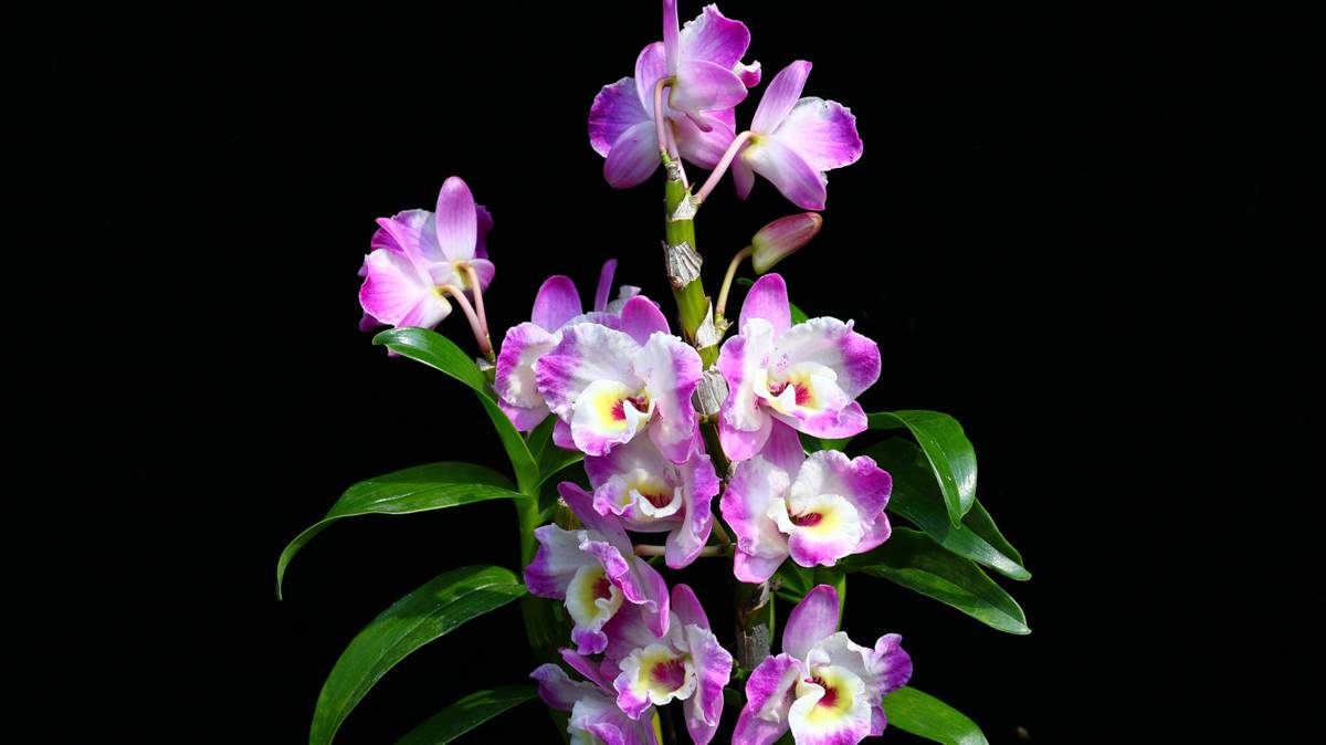 石斛蘭(春石斛)‘臺東1號-貓熊’，花形花色極具特色，適合節日禮品餽贈與自用賞玩。 