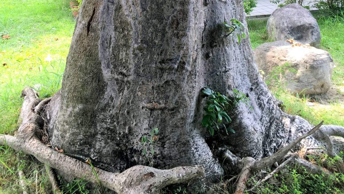 從萬佛寺植樹談環保生態
