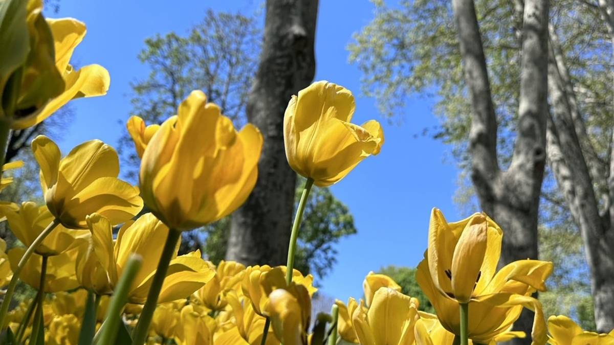 4月的伊斯坦堡 鬱金香花園(阿凱提供)