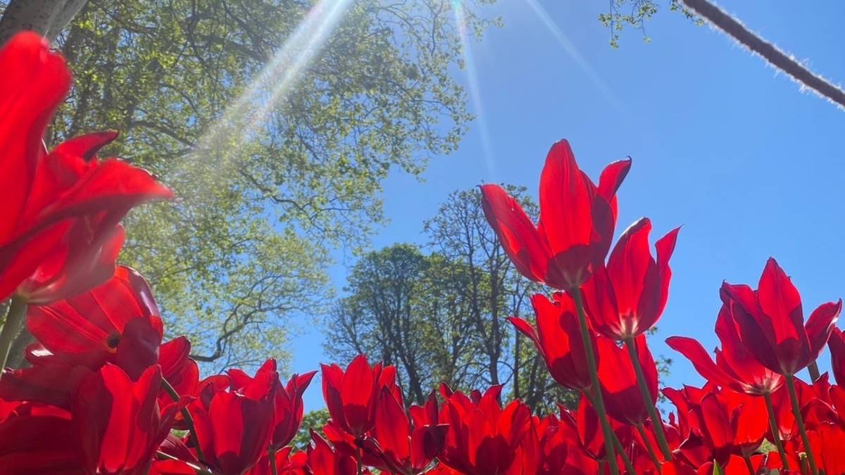 4月的伊斯坦堡 鬱金香花園(阿凱提供)
