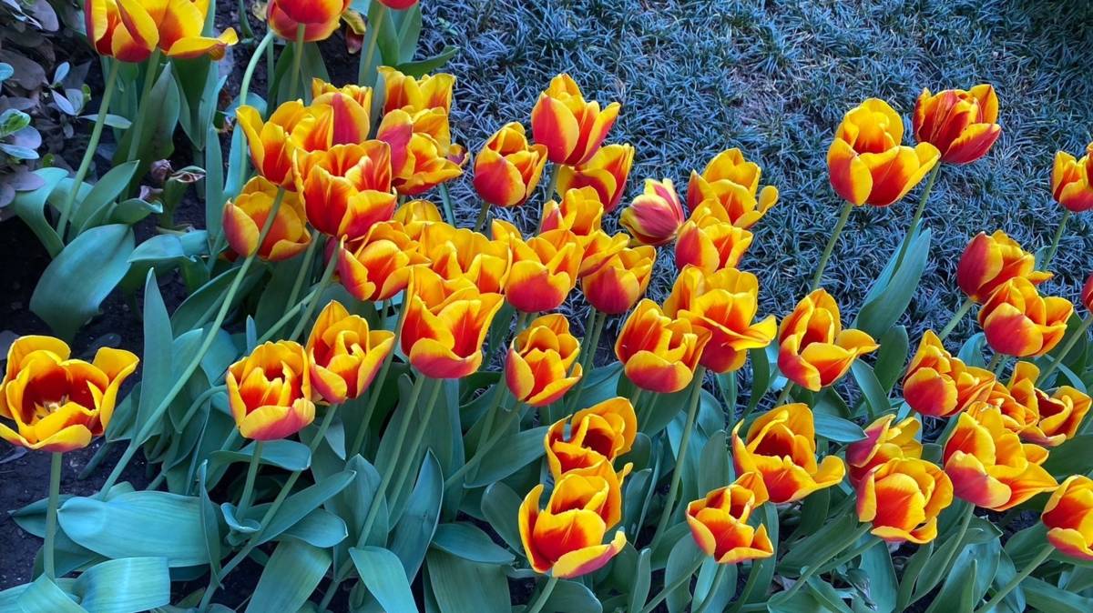 4月的伊斯坦堡 鬱金香花園(阿凱提供)