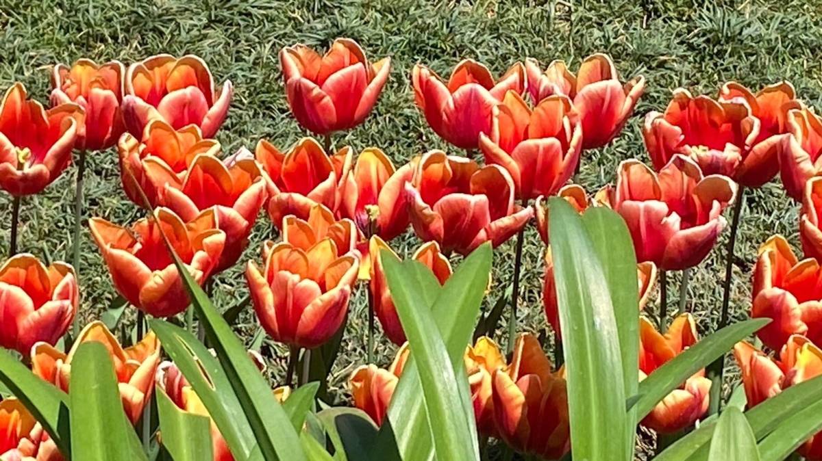 4月的伊斯坦堡 鬱金香花園(阿凱提供)