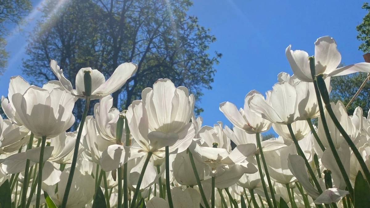 4月的伊斯坦堡 鬱金香花園(阿凱提供)
