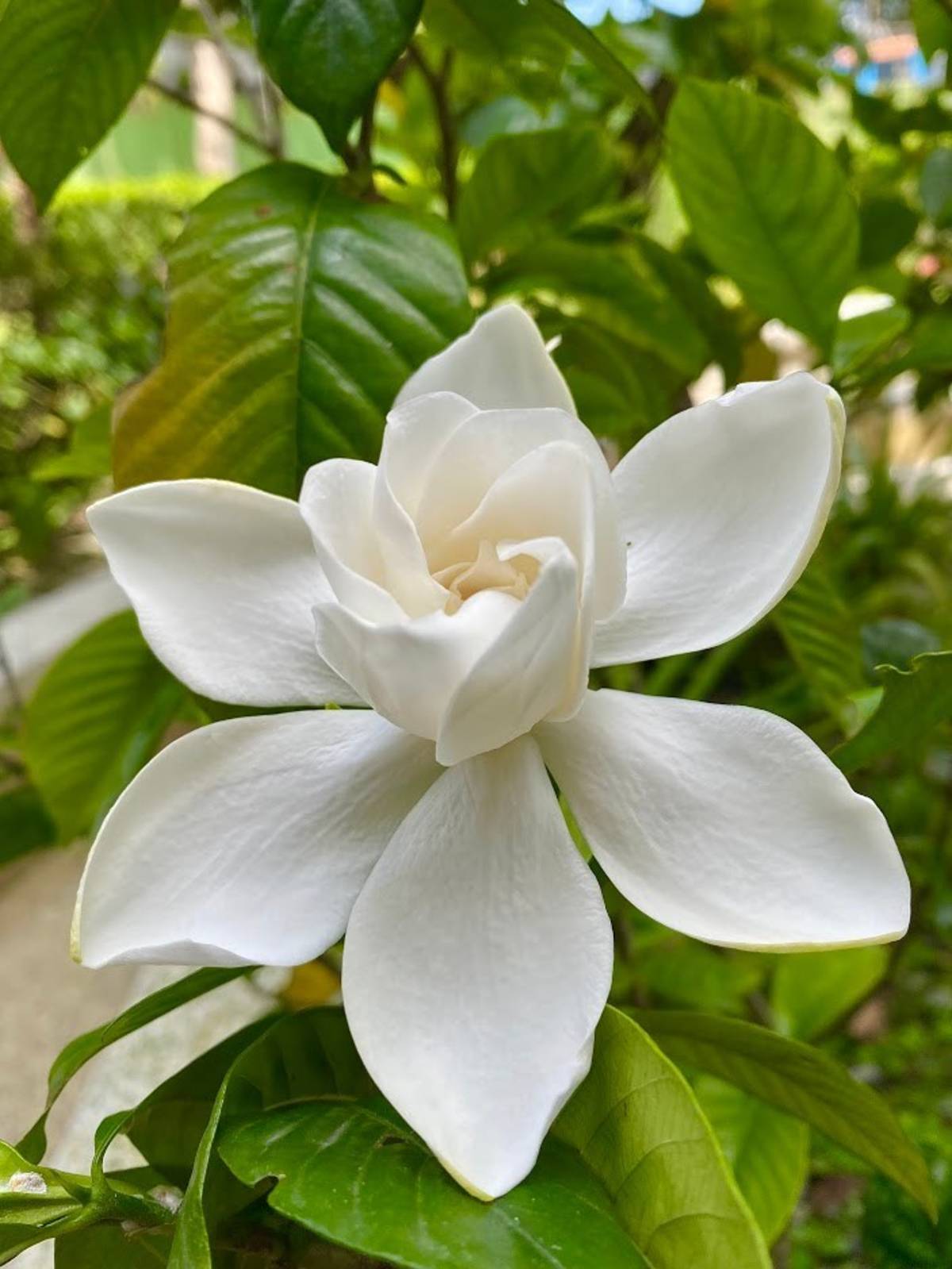 梔子花，排灣語：Muwus；花朵盛開的季節大約都在5-6月份，其香味清香芬芳。而在排灣族裡又稱作母親花，因為媽媽們都很喜歡它的香味，將它摘下後放在耳朵上，或是製作成花環，而它的香味就好像是媽媽的味道，因此才稱作為母親花。/圖文取自Facebook「大武山生態教育館」粉絲專頁