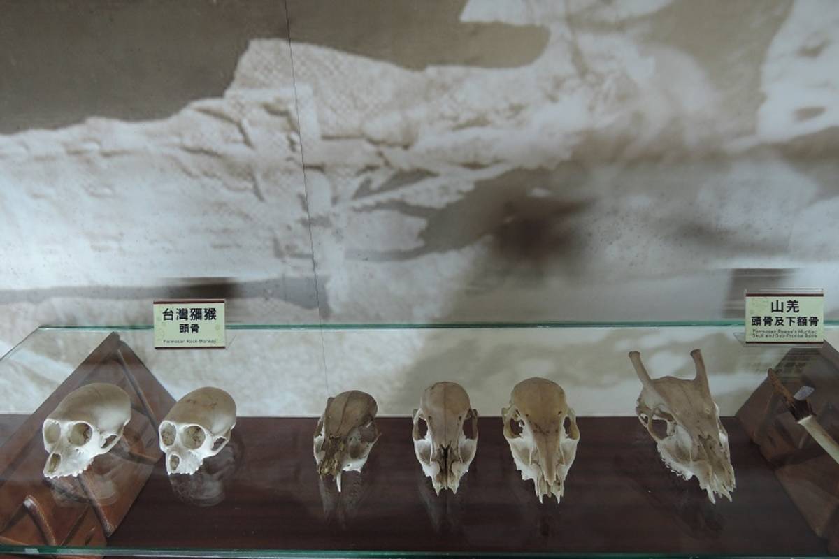 野生動物頭骨展示/圖片取自:台灣山林悠遊網