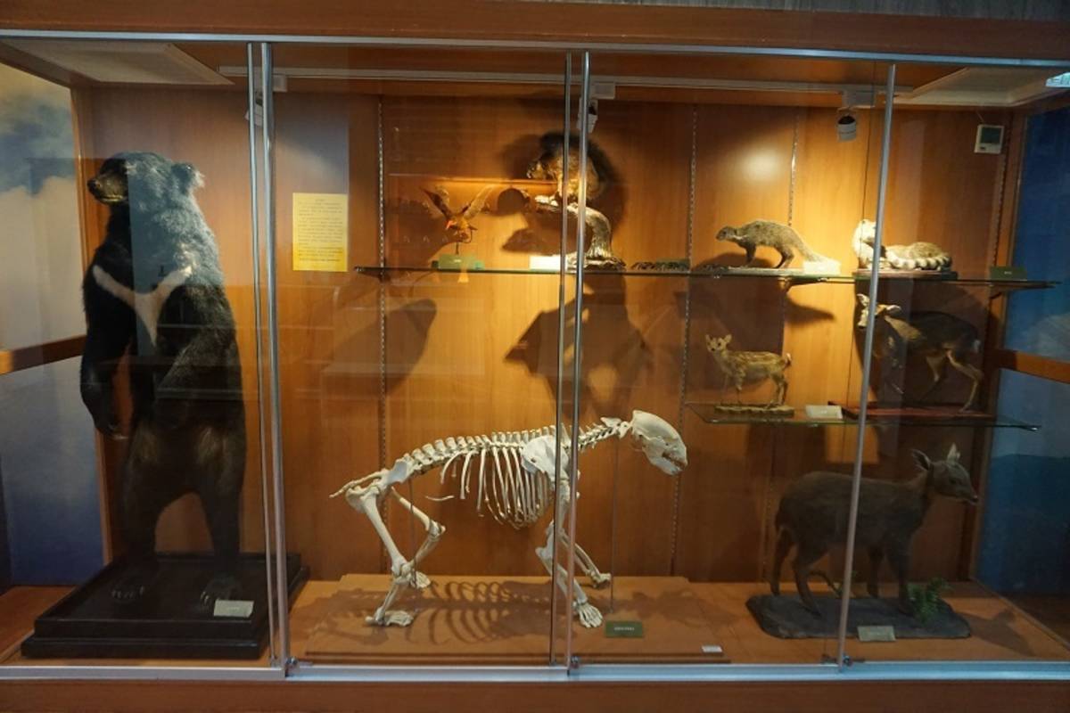 野生動物標本展示/圖片取自:台灣山林悠遊網