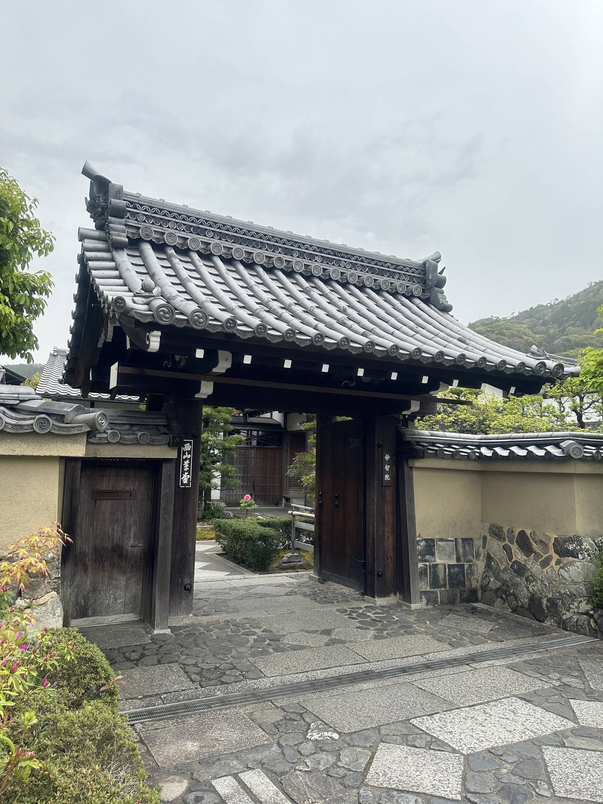 姚臻遊走京都嵐山天龍寺~小院門口看到裡面一朵大花