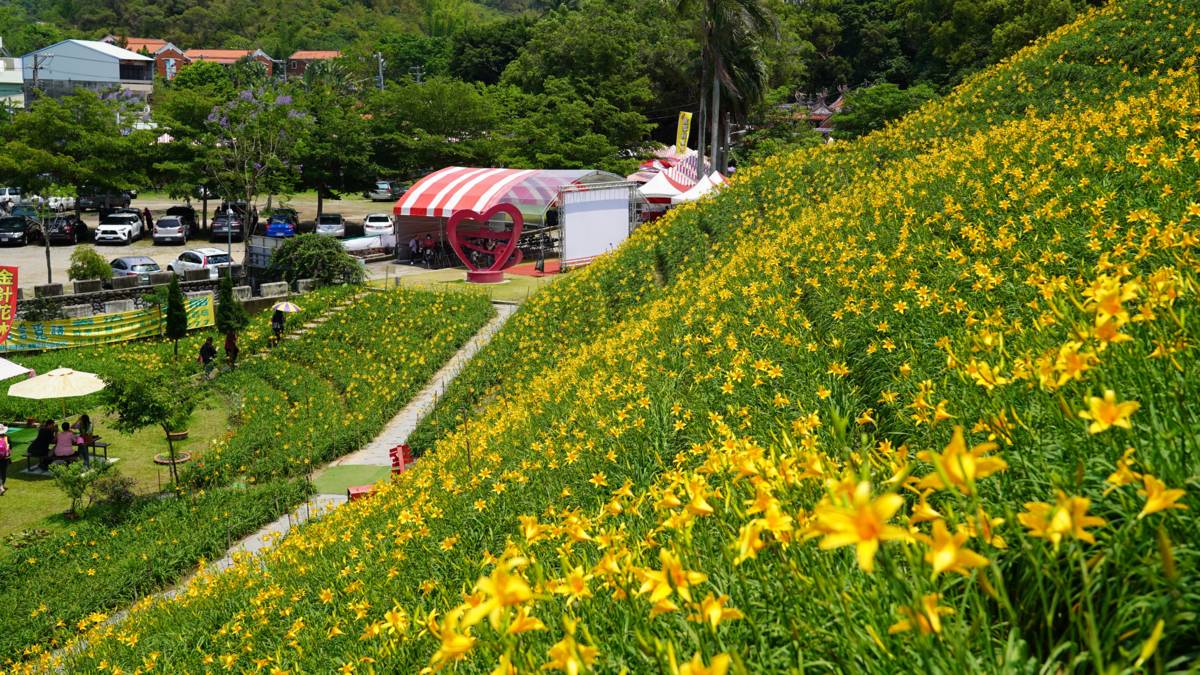 彰化花壇虎山巖金針花已經進入滿開期(圖片來源：參山處提供)