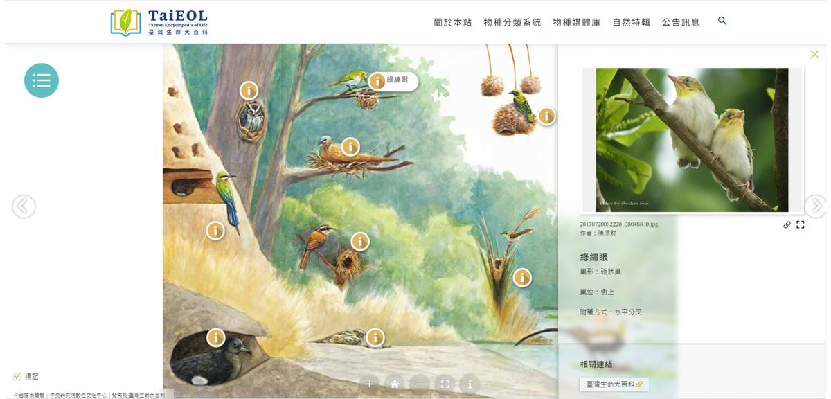 「那些年我們在邊看過的鳥巢」展，建構鳥巢演化歷史的研究成果（圖片提供:臺灣生命大百科）