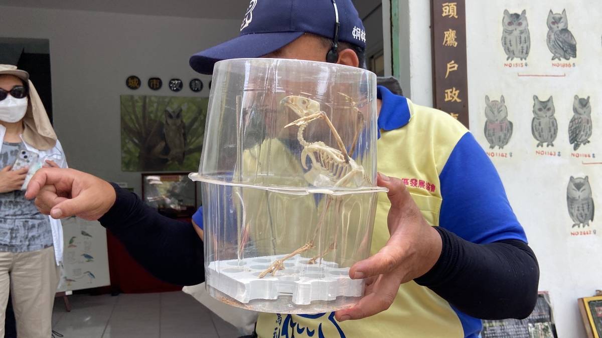 貓頭鷹骨骼標本